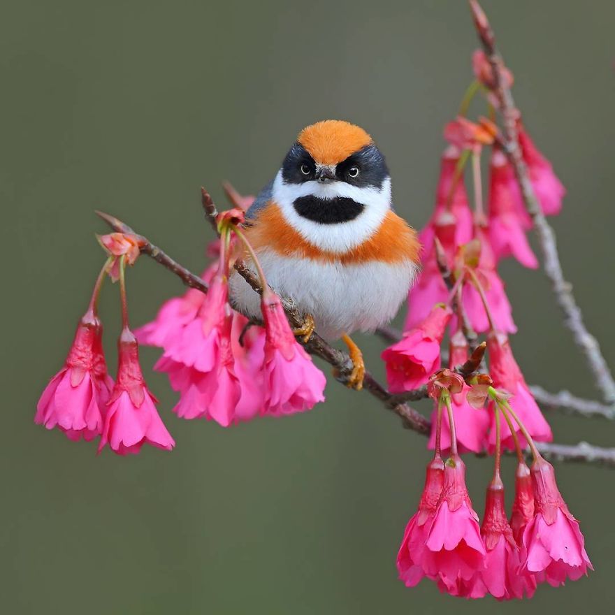 This Bird Is Called The Black-Throated Bushtit And Yes, You Read That Right (22 Pics)