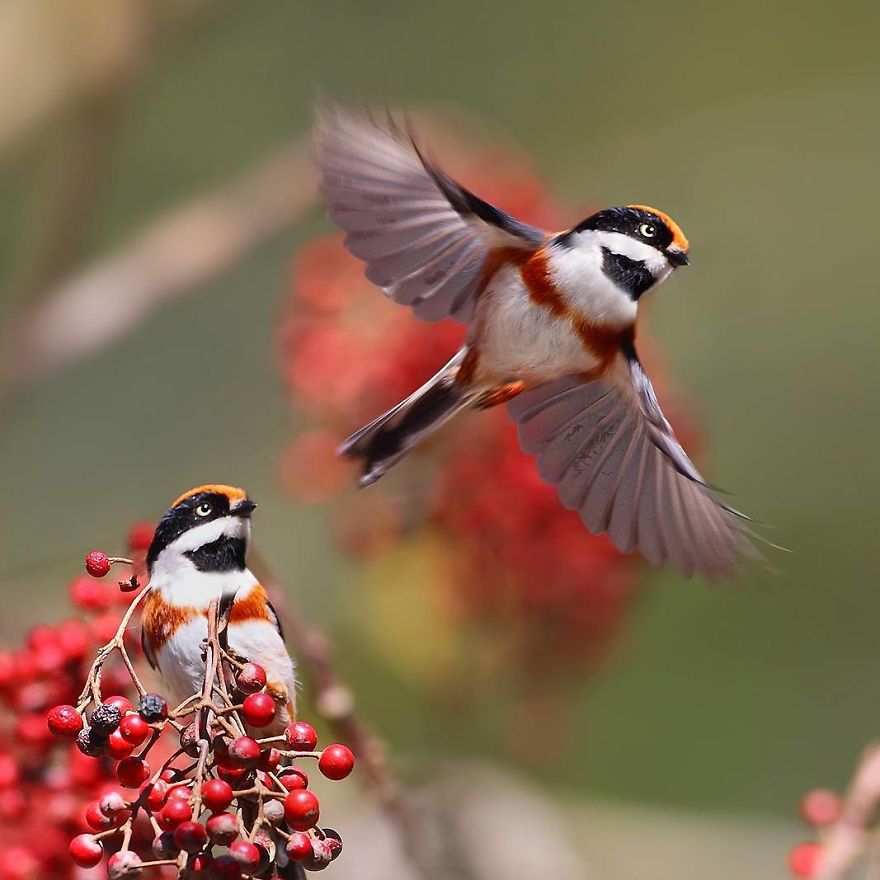 This Bird Is Called The Black-Throated Bushtit And Yes, You Read That Right (22 Pics)