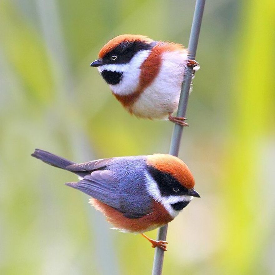 This Bird Is Called The Black-Throated Bushtit And Yes, You Read That Right (22 Pics) This Bird Is Called The Black-Throated Bushtit And Yes, You Read That Right (22 Pics)
