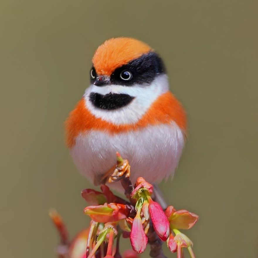 This Bird Is Called The Black-Throated Bushtit And Yes, You Read That Right (22 Pics)