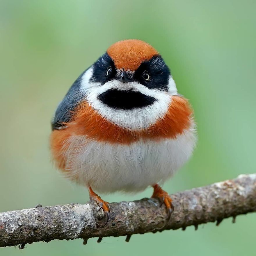 This Bird Is Called The Black-Throated Bushtit And Yes, You Read That Right (22 Pics) This Bird Is Called The Black-Throated Bushtit And Yes, You Read That Right (22 Pics)