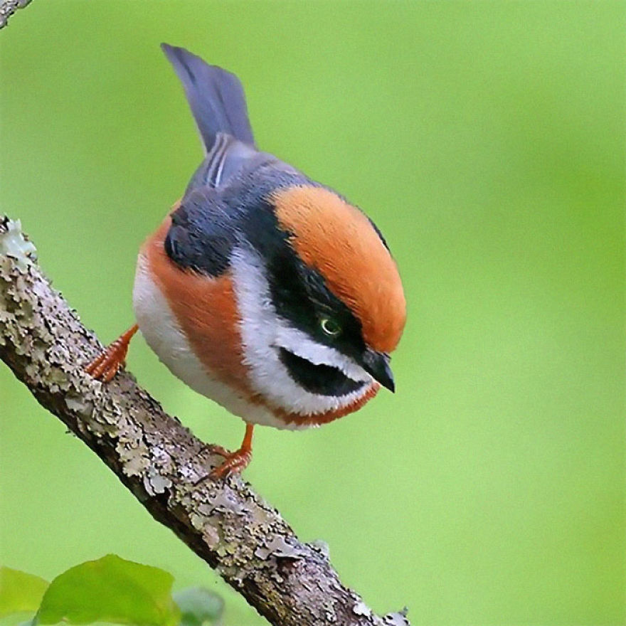 This Bird Is Called The Black-Throated Bushtit And Yes, You Read That Right (22 Pics)