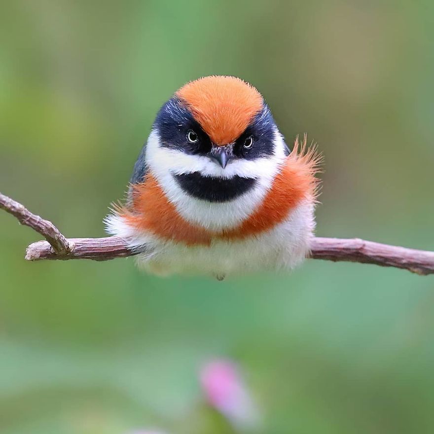 This Bird Is Called The Black-Throated Bushtit And Yes, You Read That Right (22 Pics)