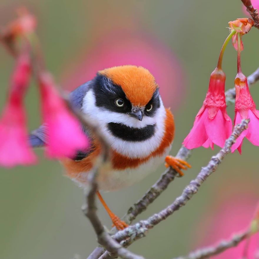 This Bird Is Called The Black-Throated Bushtit And Yes, You Read That Right (22 Pics)