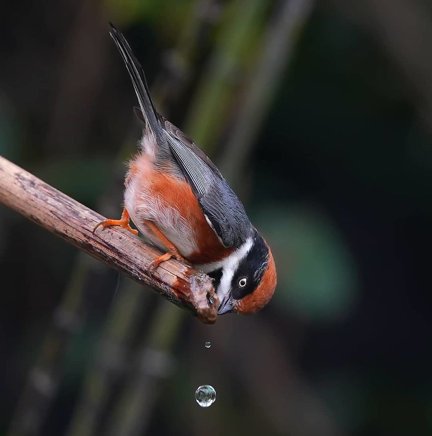 This Bird Is Called The Black-Throated Bushtit And Yes, You Read That Right (22 Pics)