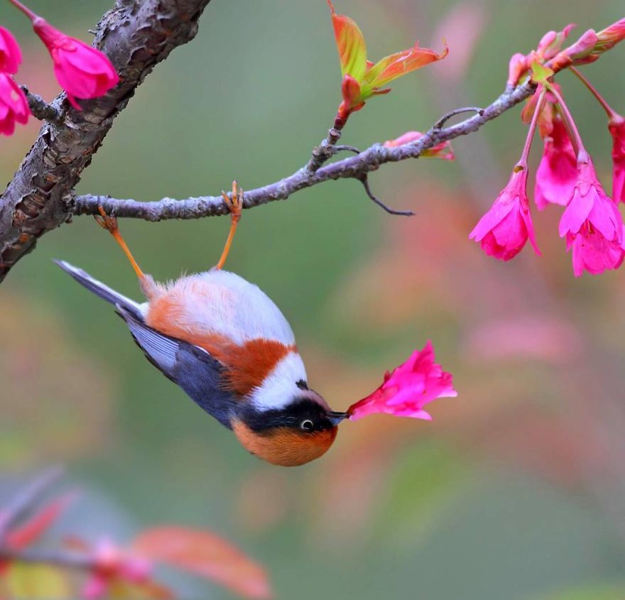 This Bird Is Called The Black-Throated Bushtit And Yes, You Read That Right (22 Pics)