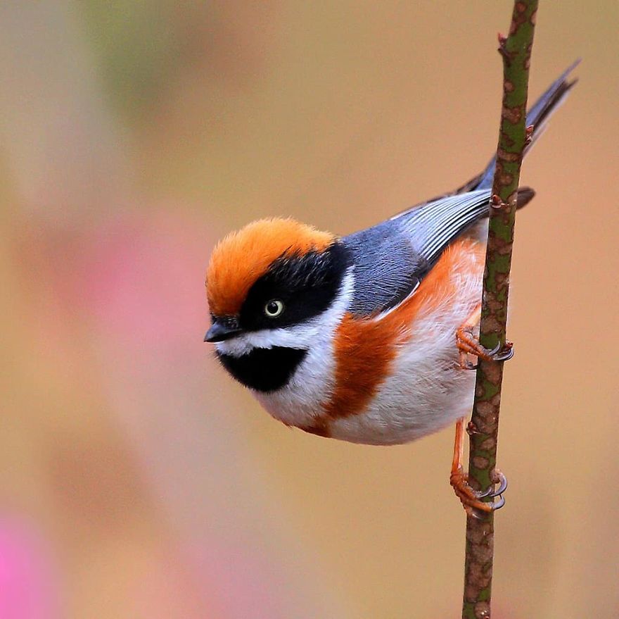 This Bird Is Called The Black-Throated Bushtit And Yes, You Read That Right (22 Pics)