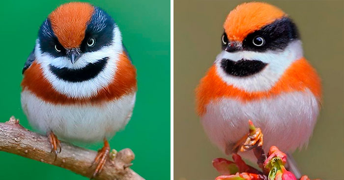 This Bird Is Called The Black-Throated Bushtit And Yes, You Read That Right (22 Pics)