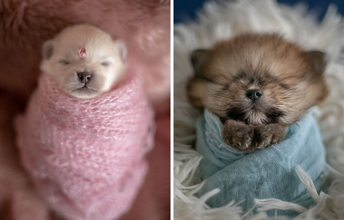 Brazilian Photographer Did The Cutest Photoshoot With Newborn Pups And It Might Melt Your Heart