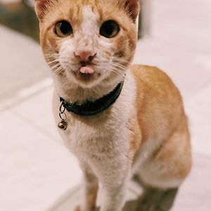 raqquelle_rox avatar