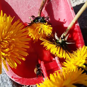 beatenaustdal avatar