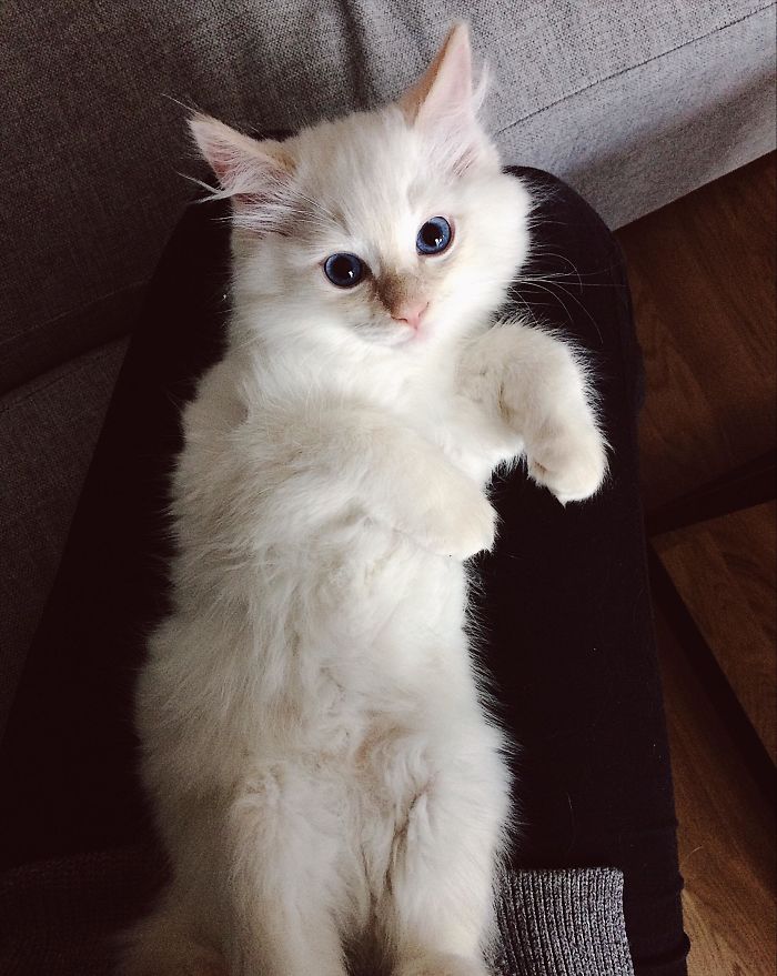 &ldquo;Left My Cat Alone With A Camera For 30 Minutes And Now I Can Never Leave Again&rdquo;