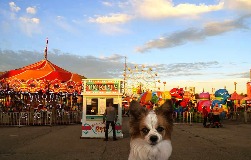 Photographer Transports Pets During Quarantine Using Photoshop
