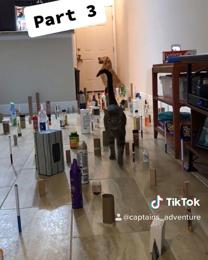 This Viral Challenge Shows How Differently Cats And Dogs Deal With Obstacles In Their Way This Viral Challenge Shows How Differently Cats And Dogs Deal With Obstacles In Their Way