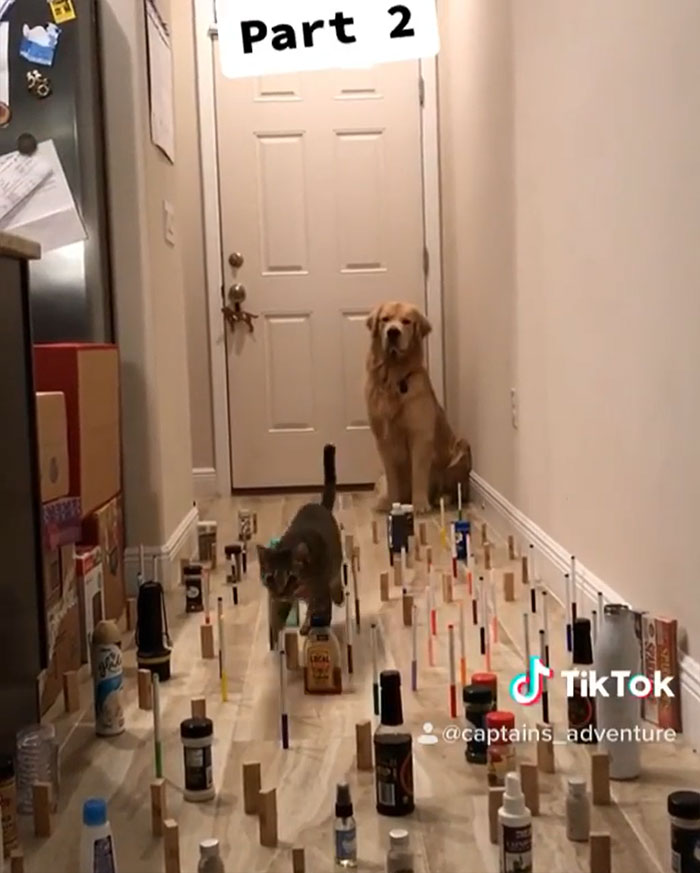 This Viral Challenge Shows How Differently Cats And Dogs Deal With Obstacles In Their Way This Viral Challenge Shows How Differently Cats And Dogs Deal With Obstacles In Their Way