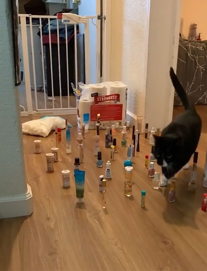 This Viral Challenge Shows How Differently Cats And Dogs Deal With Obstacles In Their Way This Viral Challenge Shows How Differently Cats And Dogs Deal With Obstacles In Their Way