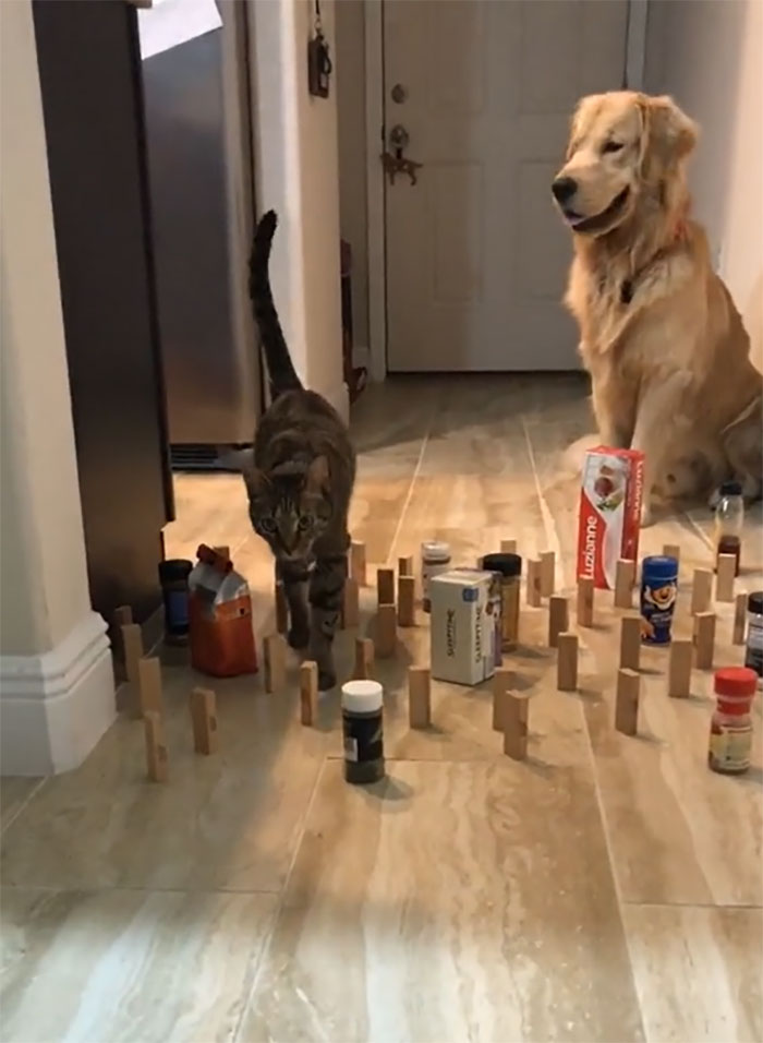 This Viral Challenge Shows How Differently Cats And Dogs Deal With Obstacles In Their Way This Viral Challenge Shows How Differently Cats And Dogs Deal With Obstacles In Their Way