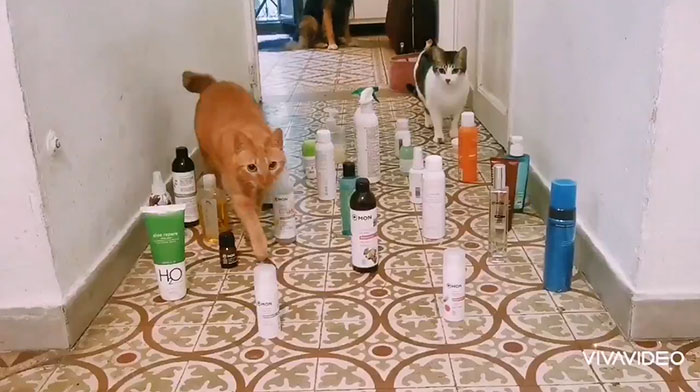 This Viral Challenge Shows How Differently Cats And Dogs Deal With Obstacles In Their Way This Viral Challenge Shows How Differently Cats And Dogs Deal With Obstacles In Their Way