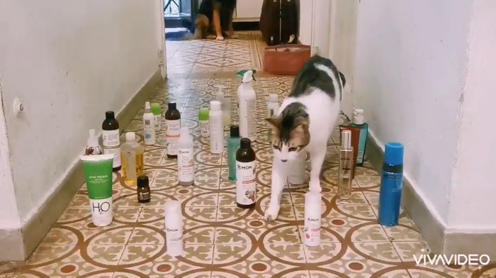 This Viral Challenge Shows How Differently Cats And Dogs Deal With Obstacles In Their Way This Viral Challenge Shows How Differently Cats And Dogs Deal With Obstacles In Their Way