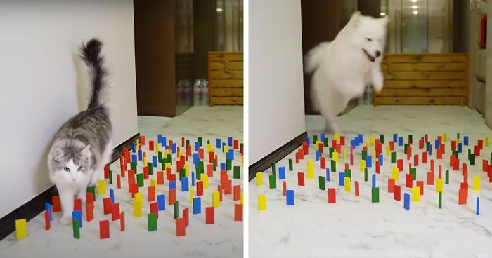 Este desafío viral muestra la forma distinta en que perros y gatos se enfrentan a obstáculos en su camino