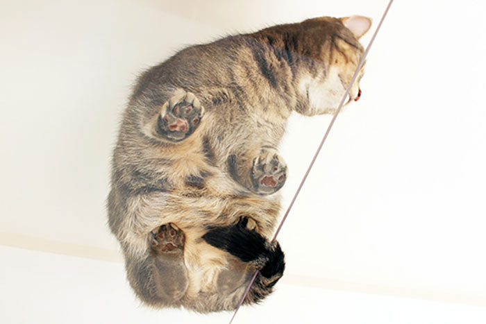 These Studio Apartments Are Dedicated To Singles Living With Cats And Their Fit Is For Maximum Feline Comfort These Studio Apartments Are Dedicated To Singles Living With Cats And Their Fit Is For Maximum Feline Comfort