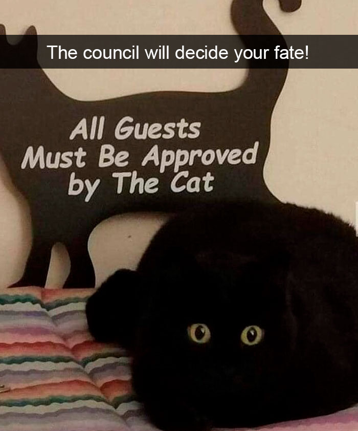 Cat-Snapchat-Funny
