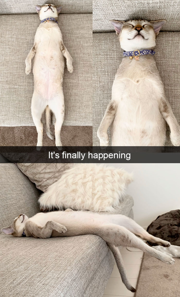 Cat-Snapchat-Funny
