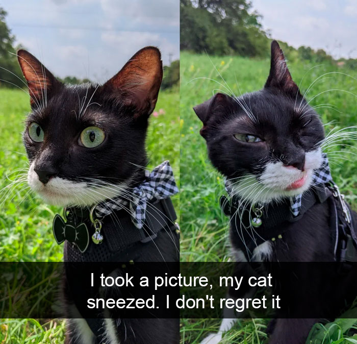 Cat-Snapchat-Funny