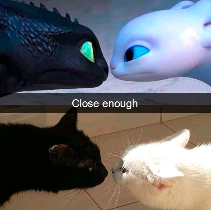 Cat-Snapchat-Funny
