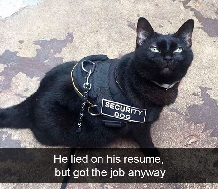 Cat-Snapchat-Funny