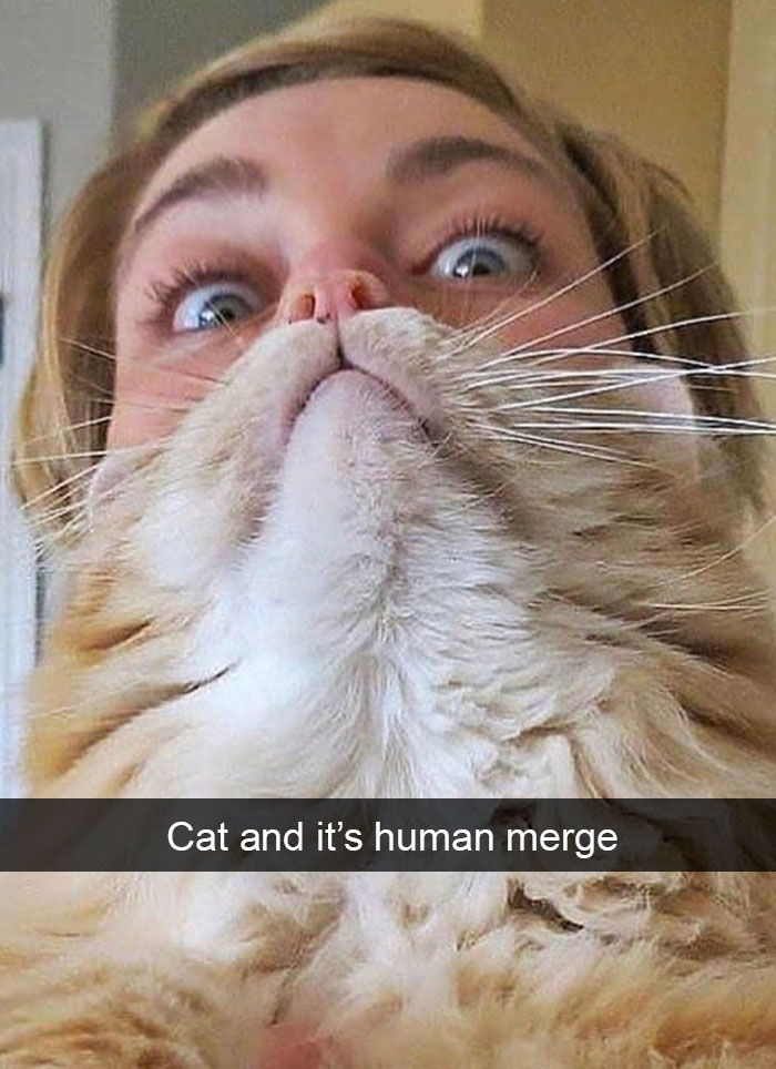 Cat-Snapchat-Funny