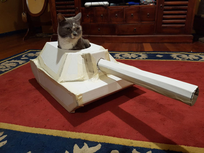 Quarantined-Owners-Build-Cardboard-Cat-Tanks