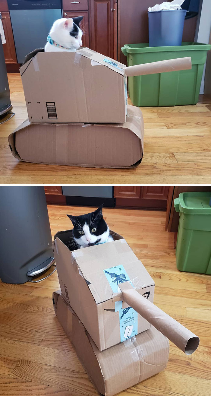 Quarantined-Owners-Build-Cardboard-Cat-Tanks