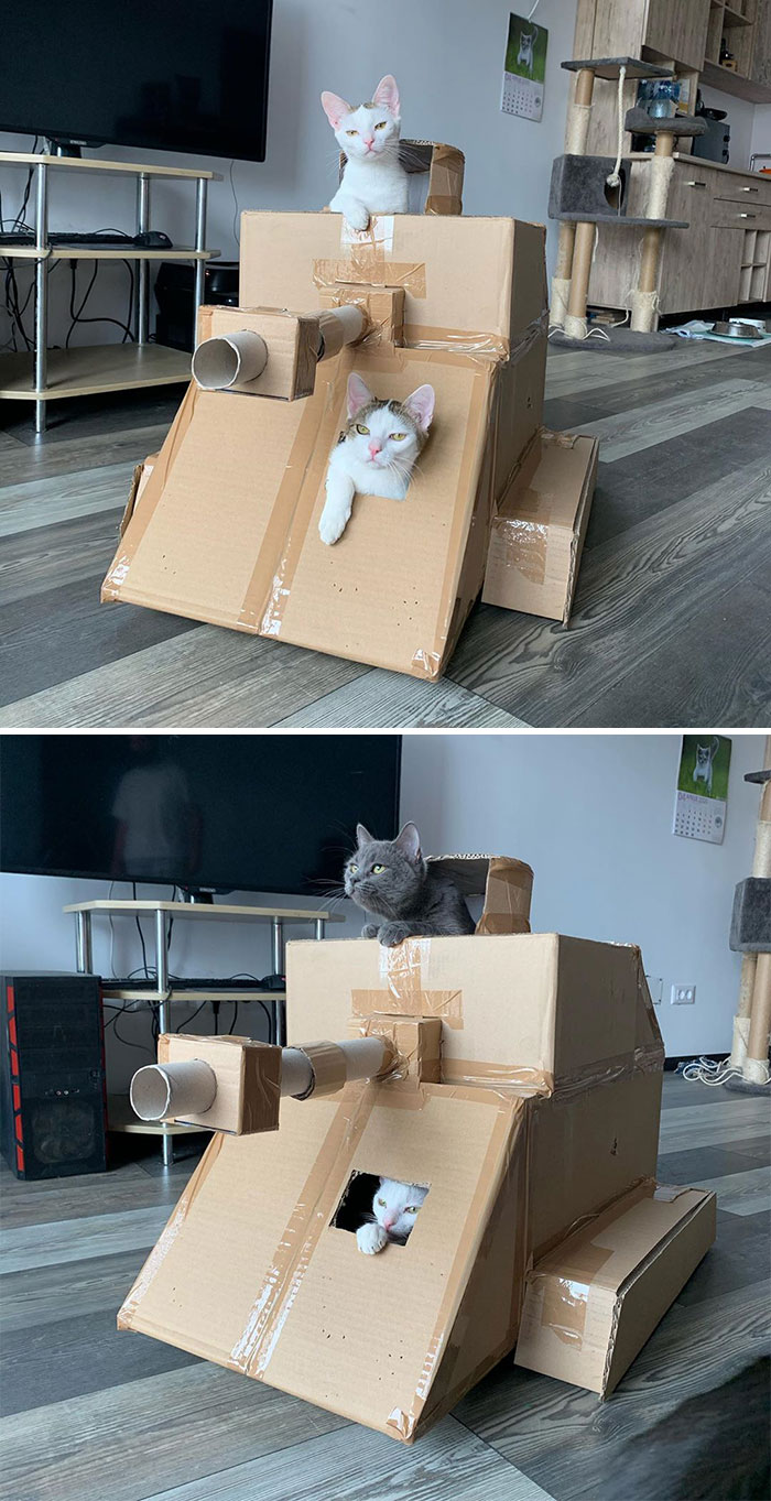 Quarantined-Owners-Build-Cardboard-Cat-Tanks