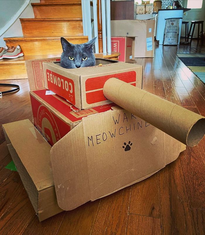 Quarantined-Owners-Build-Cardboard-Cat-Tanks