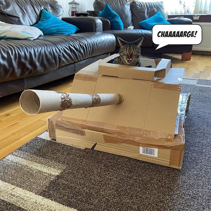 Quarantined-Owners-Build-Cardboard-Cat-Tanks