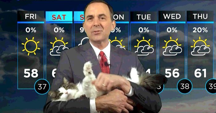 This Weatherman Starts Working From Home, Goes Viral After Cat Joins His Broadcast