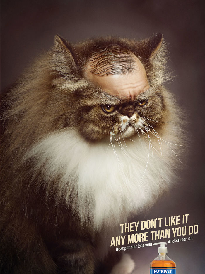 49 Ads Using Cats In A Purrrfect Way