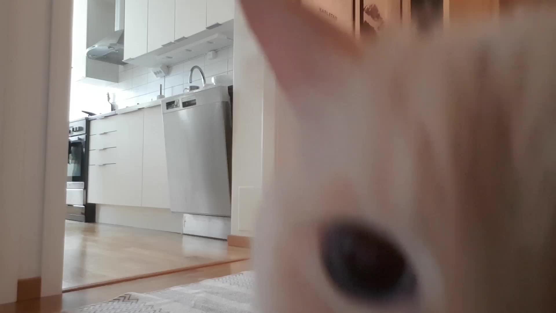 &ldquo;Left My Cat Alone With A Camera For 30 Minutes And Now I Can Never Leave Again&rdquo;
