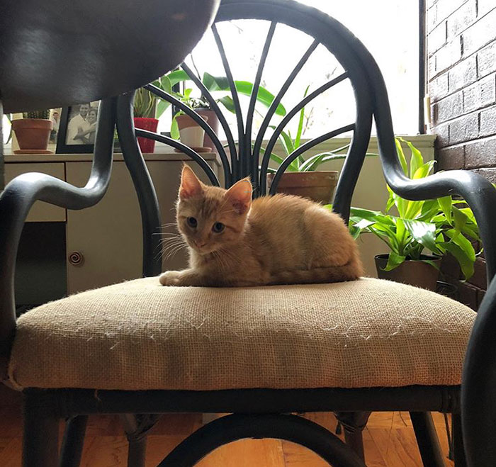 Meet Carrot, The Cat That's Gone Viral For Giving His Owners Anxiety Meet Carrot, The Cat That's Gone Viral For Giving His Owners Anxiety