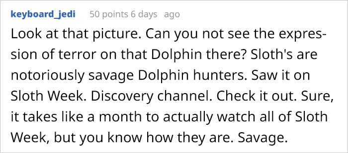 These Dolphins Have Lost Their Minds With Excitement At The Sight Of A Sloth