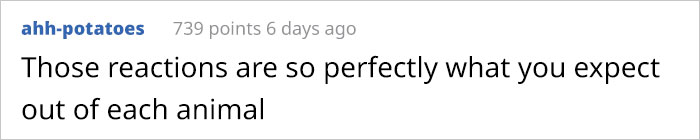 These Dolphins Have Lost Their Minds With Excitement At The Sight Of A Sloth