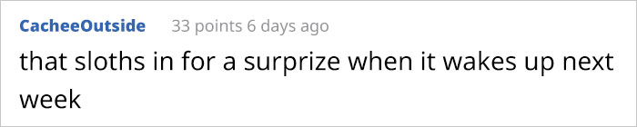 These Dolphins Have Lost Their Minds With Excitement At The Sight Of A Sloth