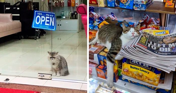 This Twitter Account Collects Photos Of Cats In Small Shops Looking Like They Own The Place