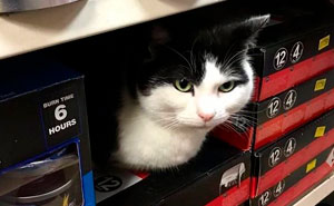 This Twitter Account Collects Photos Of Cats In Small Shops Looking Like They Own The Place