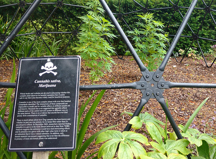 Blarney Castle Has A Marijuana Plant On Display For Its Poisonous Garden Exhibit
