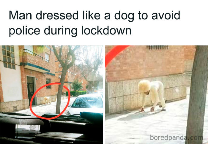 Over Two Weeks Into The Coronapocalypse And People Are Still Not Losing Their Sense Of Humor, Post 101 Jokes