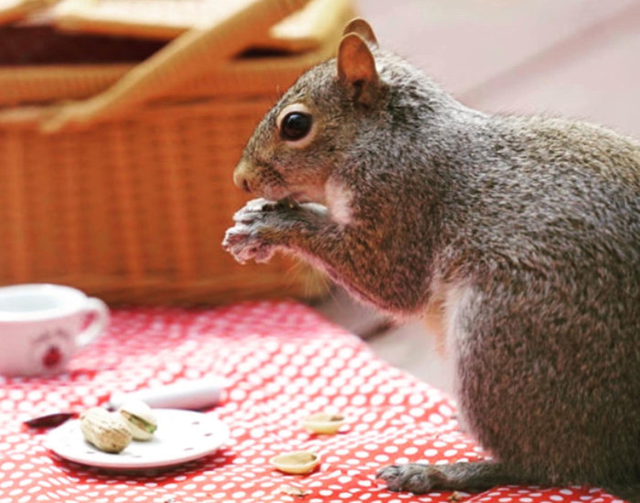I Did A Photoshoot With A Squirrel Enjoying His Picnic