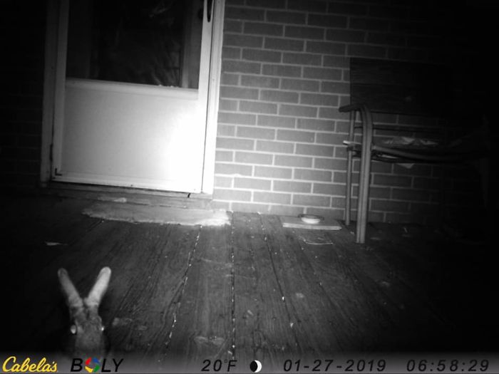 My Dad Wanted To See What Kind Of Cat Was Gobbling Up The Cat Food He Sat Out Every Night.