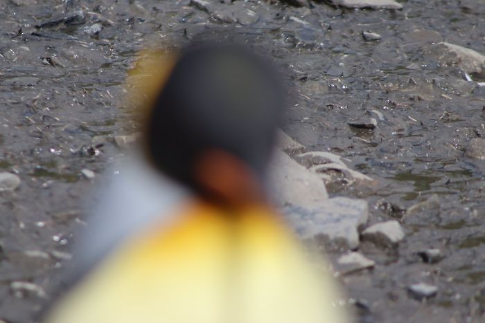 I Present To You, The Wondrous King Penguin